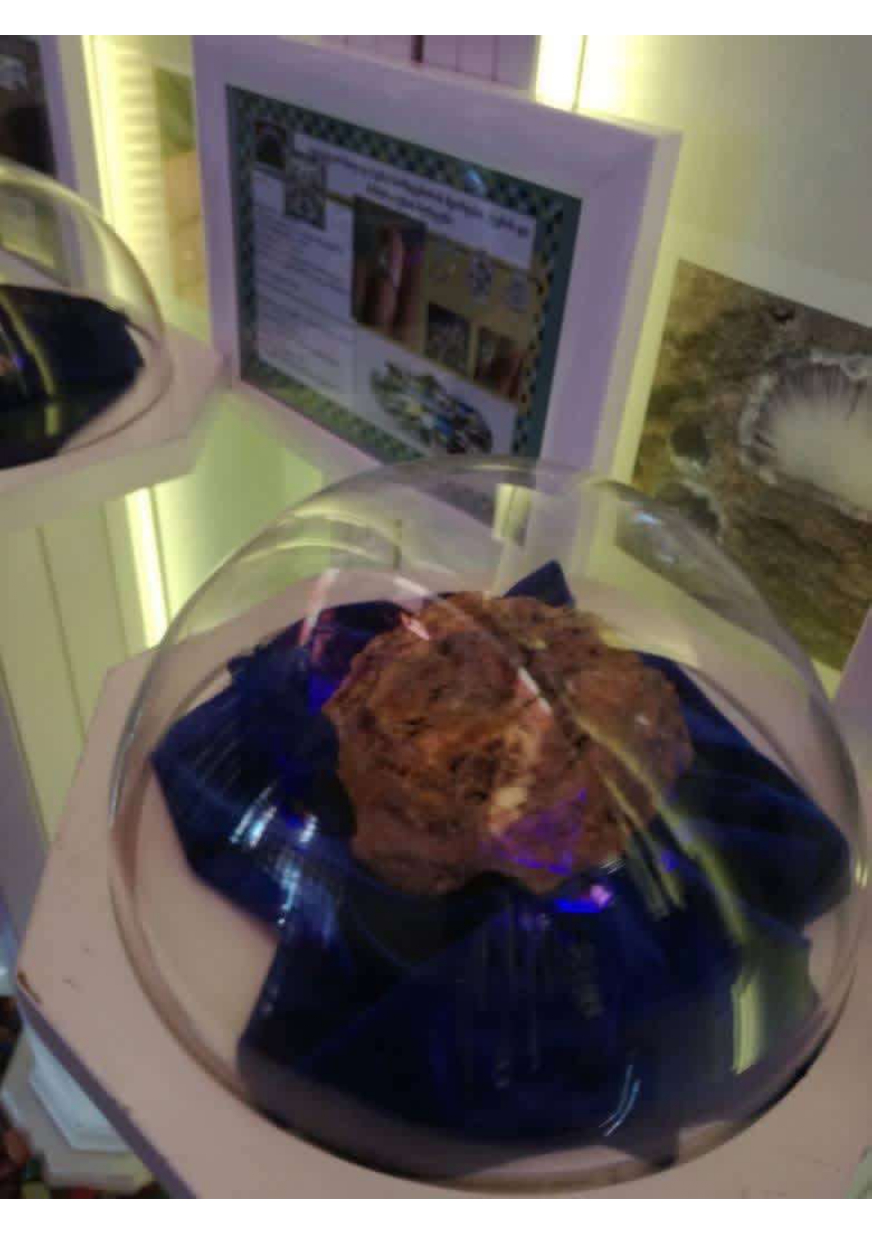 Specimen Under Dome